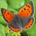 papillon Cuivré Commun