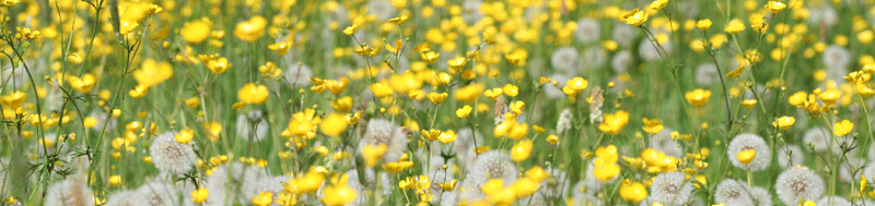 Environnement fleuri de Loos-en-Gohelle