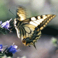 papillon Machaon 