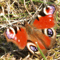 papillon Paon du jour 