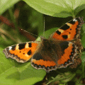 papillon Petite Tortue