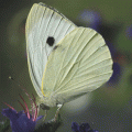 papillon Piéride du chou