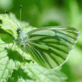 papillon Piéride du navet