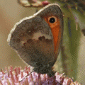 papillon Procris