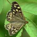 papillon Tircis